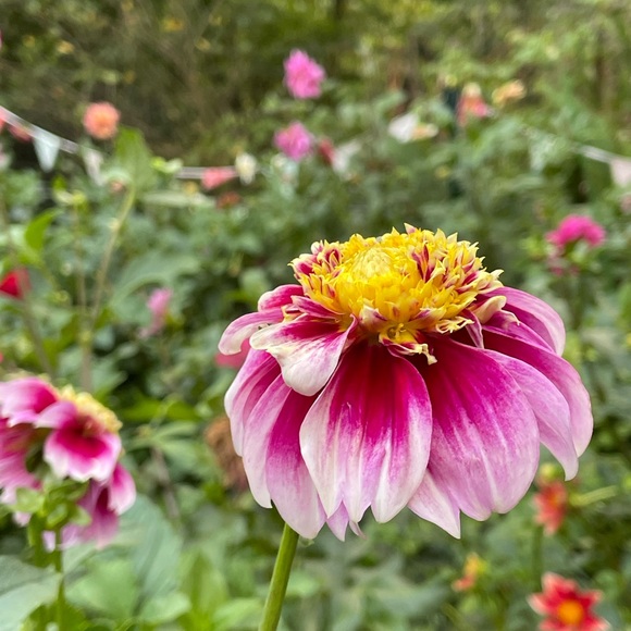 Ali’s This & That 🌸 - Picture 2 of 14